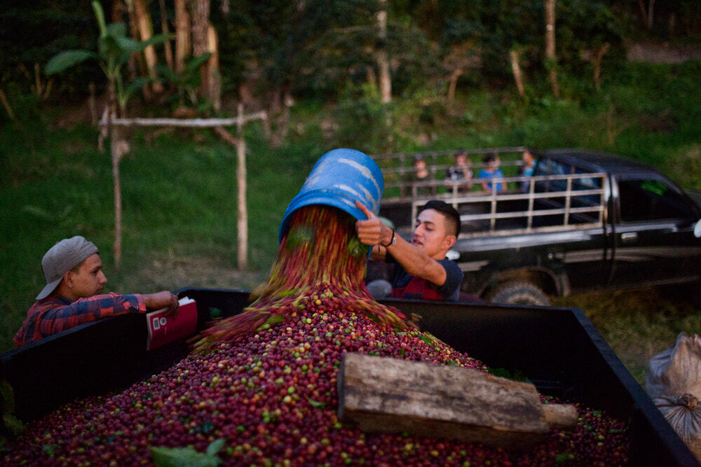 Café de origen Honduras